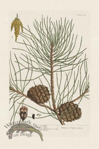 BEE 189 The Pine Tree